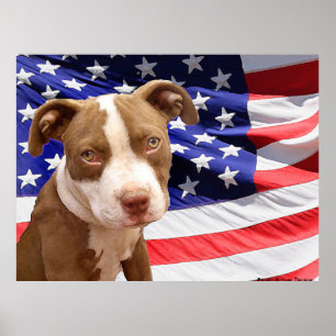 Amerikaanse Pitbullpuppy Poster