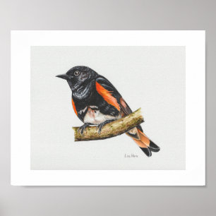Amerikaanse Redstart Warbler Art Print
