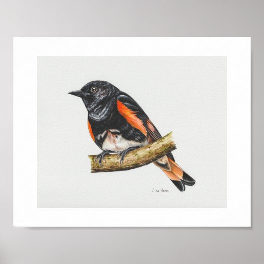Amerikaanse Redstart Warbler Art Print (Voorkant)