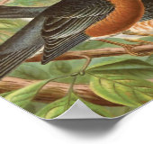 Amerikaanse Robin Bird Illustratie Poster (Hoek)