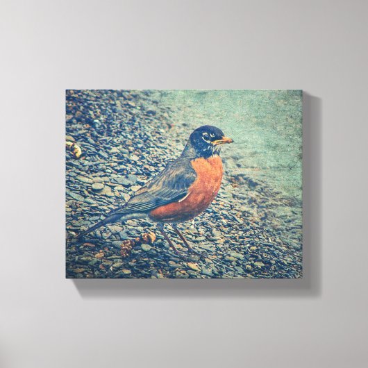 Amerikaanse Robin Bird Wrapped Canvas Afdruk (Voorkant)