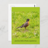 Amerikaanse Robin Briefkaart (Voorkant / Achterkant)