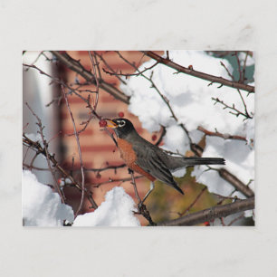 Amerikaanse robin briefkaart