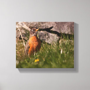 Amerikaanse Robin Canvas Afdruk