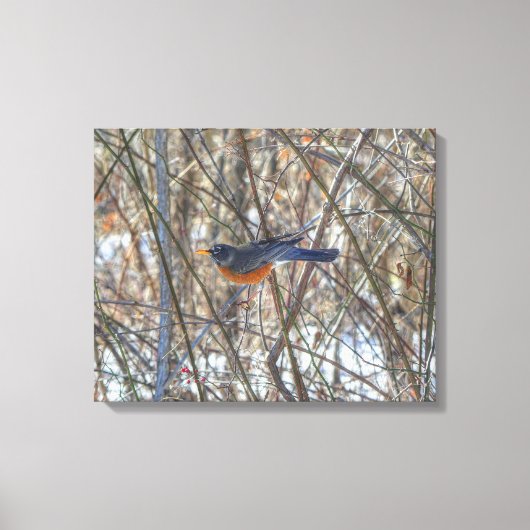 Amerikaanse Robin Canvas Afdruk (Voorkant)