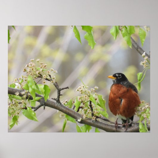 Amerikaanse Robin en Spring Blossom Poster (Voorkant)