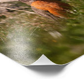 Amerikaanse Robin Foto Afdruk (Hoek)