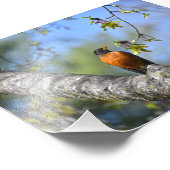 Amerikaanse Robin in een esdoorn Foto Afdruk (Hoek)