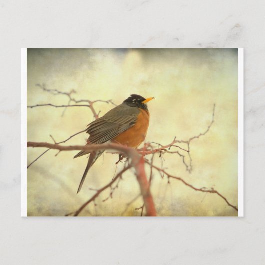 Amerikaanse Robin in The Springtime Briefkaart (Voorkant)