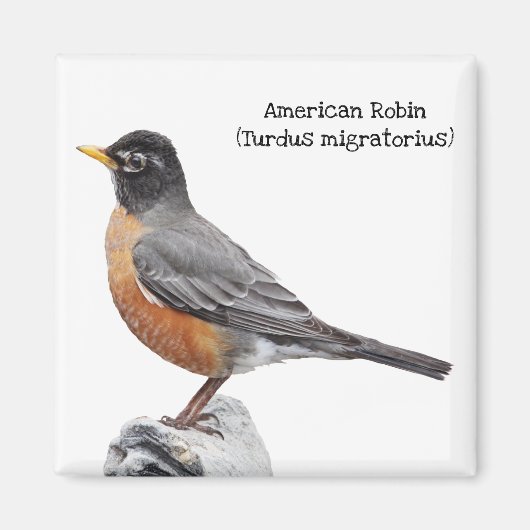 Amerikaanse Robin Magneet (Voorkant)