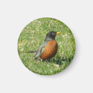 Amerikaanse Robin Magnet Magneet
