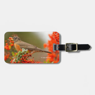 Amerikaanse Robin met een Pyracantha Pomme Bagagelabel