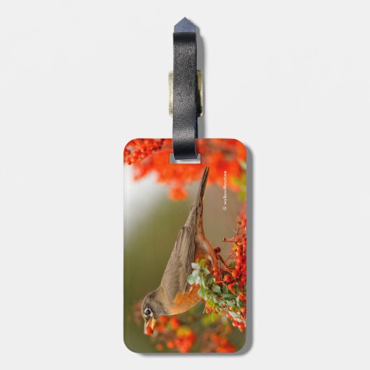 Amerikaanse Robin met een Pyracantha Pomme Bagagelabel (Achterkant verticaal)