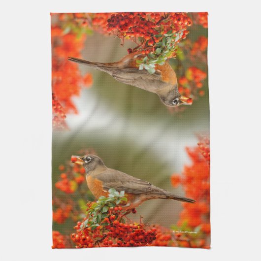 Amerikaanse Robin met een Pyracantha Pomme Theedoek (Verticaal)