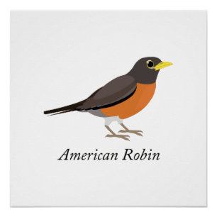 Amerikaanse Robin Perfect Poster