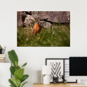 Amerikaanse Robin Poster (Thuiskantoor)