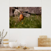 Amerikaanse Robin Poster (Keuken)