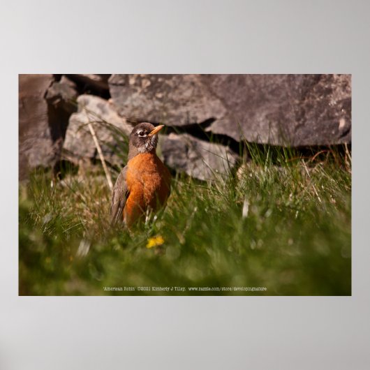 Amerikaanse Robin Poster (Voorkant)