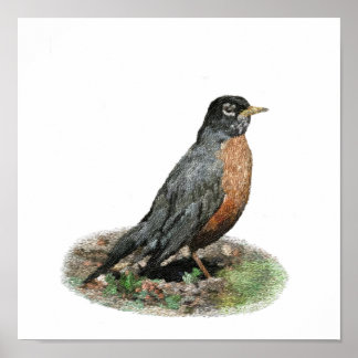 Amerikaanse Robin Prints en Posters