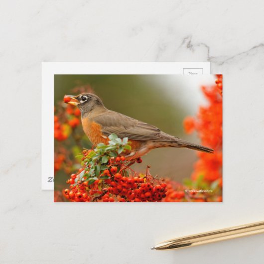 Amerikaanse Robin Songbird met Red Berry Briefkaart (Voorkant / Achterkant in situ)