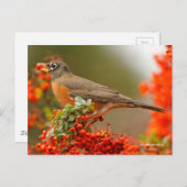 Amerikaanse Robin Songbird met Red Berry Briefkaart (Voorkant / Achterkant)