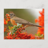 Amerikaanse Robin Songbird met Red Berry Briefkaart (Voorkant)
