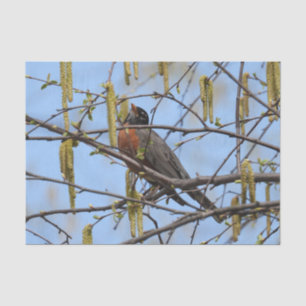 Amerikaanse Robin Spring Blossoms Catkins Tissuepapier