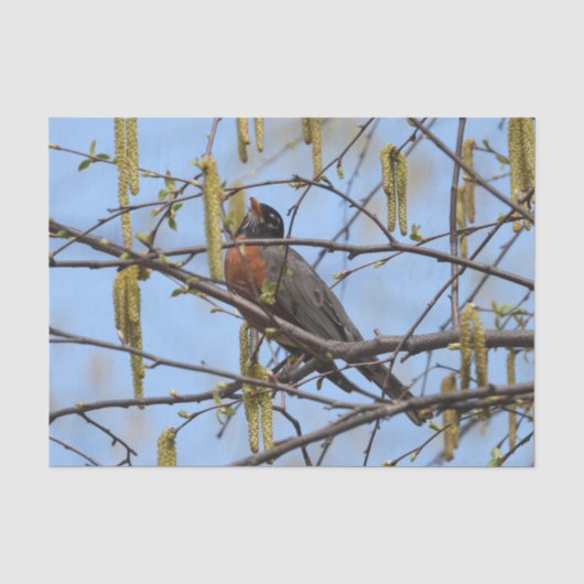 Amerikaanse Robin Spring Blossoms Catkins Tissuepapier (Voorkant)