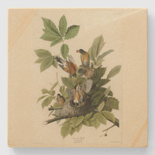 Amerikaanse Robin van Audubon's Birds of America Stenen Onderzetter