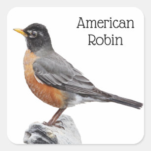 Amerikaanse Robin Vierkante Sticker