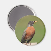 Amerikaanse Robin vogel Magneet (Voorkant / Achterkant)