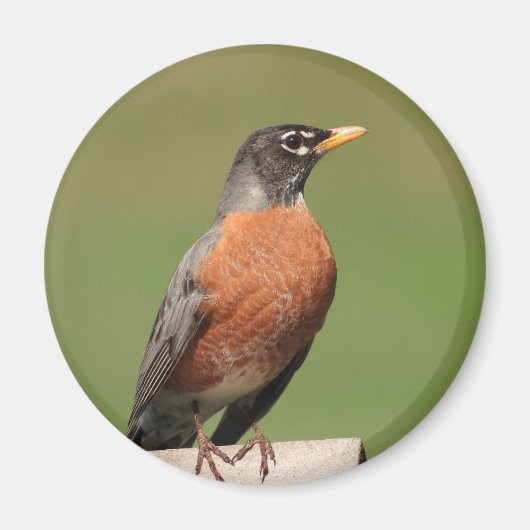 Amerikaanse Robin vogel Magneet (Voorkant)