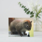 Amerikaanse rode eekhoorn briefkaart (Staand voorkant)