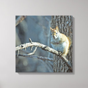 Amerikaanse Rode Eekhoorn - Wildlife Fotografie Canvas Afdruk