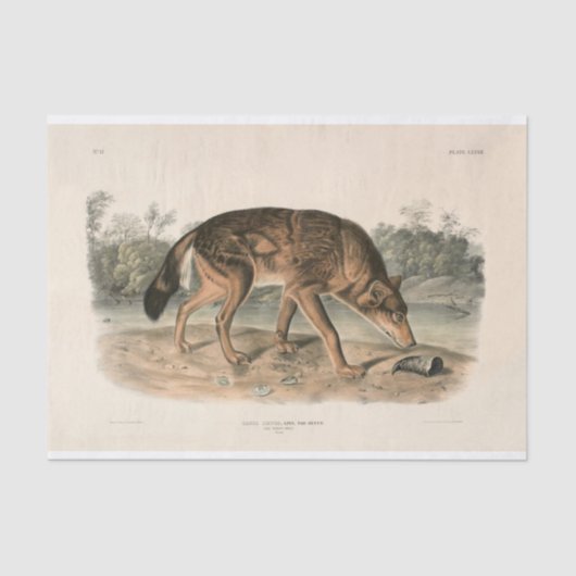 Amerikaanse rode texaan Wolf (Canis lupus) ontkopp Tissuepapier (Voorkant)