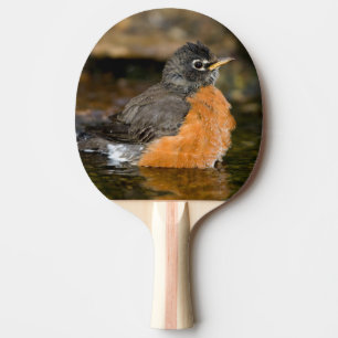 Amerikaanse Roodborst badend 2 Tafeltennisbatje