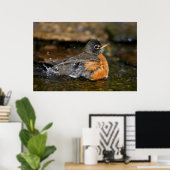 Amerikaanse Roodborst badend Poster (Thuiskantoor)
