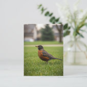 Amerikaanse Roodborst Briefkaart (Staand voorkant)