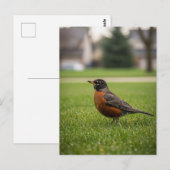 Amerikaanse Roodborst Briefkaart (Voorkant / Achterkant)