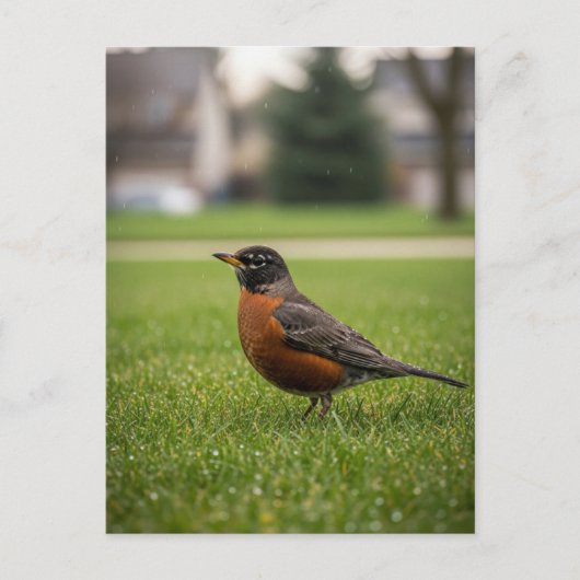 Amerikaanse Roodborst Briefkaart (Voorkant)