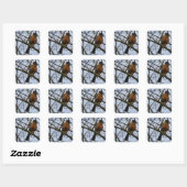Amerikaanse Roodborst Postcodewijziging Vierkante Sticker (Vel)