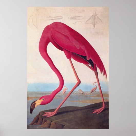 Amerikaanse roze flamingo Audubon  Bookplaat Poster (Voorkant)