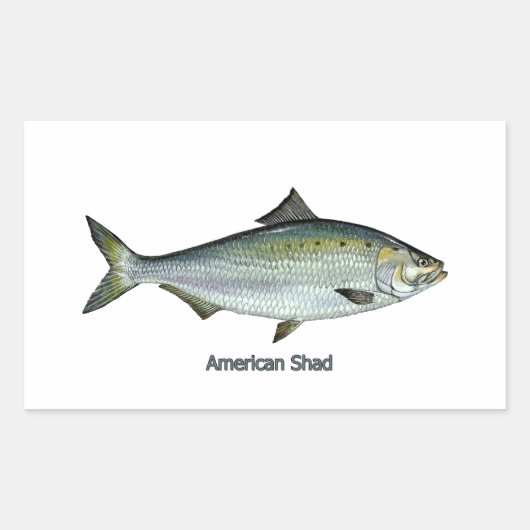Amerikaanse shad rechthoekige sticker (Voorkant)