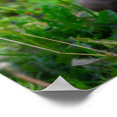 Amerikaanse snuitpuppy poster (Hoek)