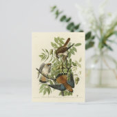 Amerikaanse Sparrow Hawk - Audubon's Birds of Amer Briefkaart (Staand voorkant)