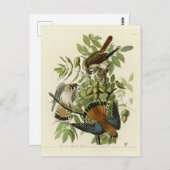 Amerikaanse Sparrow Hawk - Audubon's Birds of Amer Briefkaart (Voorkant / Achterkant)
