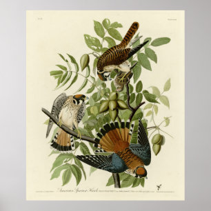 Amerikaanse Sparrow Hawk - Audubon's Birds of Amer Poster