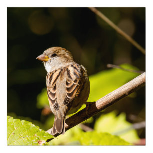 Amerikaanse Sparrow Photography Square Print Foto Afdruk