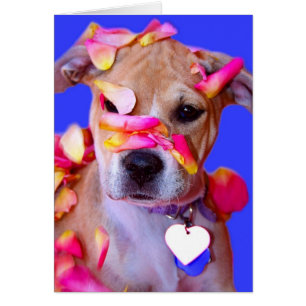 Amerikaanse Staffordshire Terrier Boxer Mix Puppy 