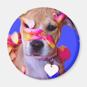 Amerikaanse Staffordshire Terrier Boxer Mix Puppy Magneet
